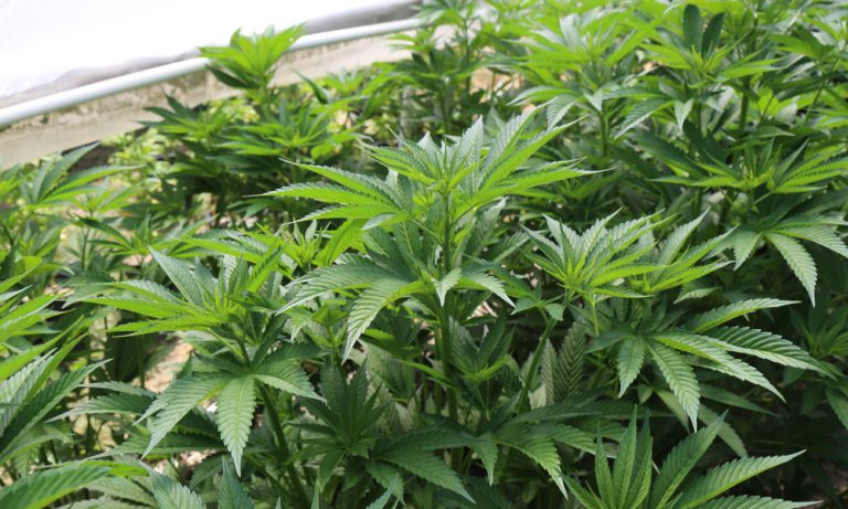 California’s Secessionists Want To Take Emerald Triangle With Them