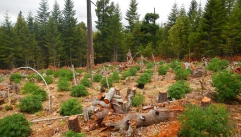 Legal marijuana in California brings host of environmental rules