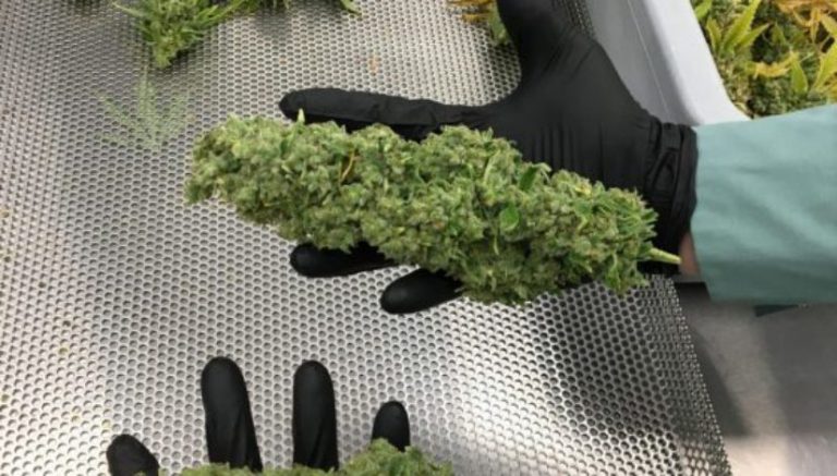 “Colas the size of my forearm’: Organigram’s indoor cannabis grow-house yielding impressive plants