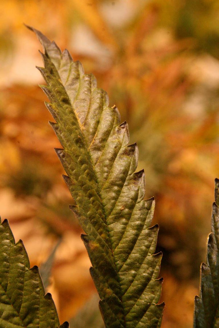 Growing Healthy Plants Via Smart Feeding