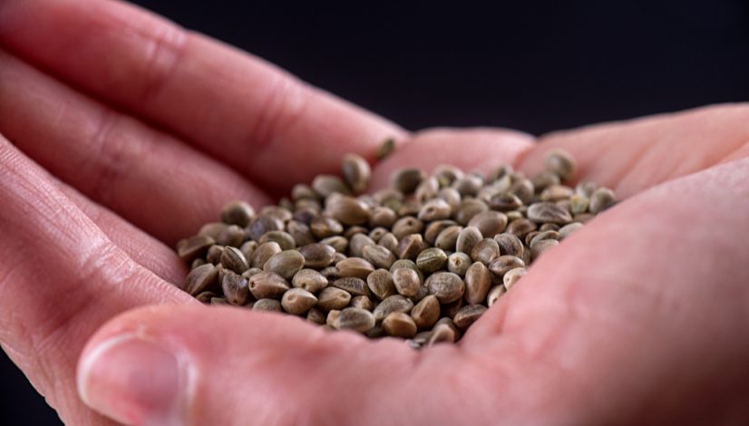 how-to-germinate-cannabis-seeds-a-step-by-step-guide_1