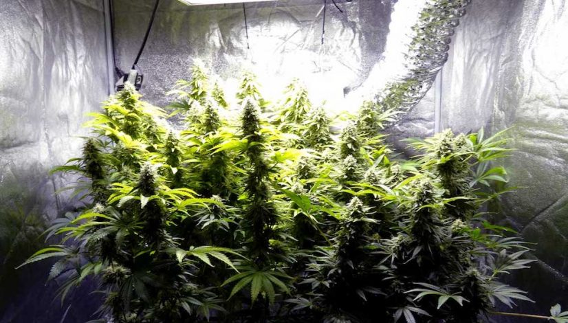 how-to-grow-weed-a-step-by-step-guide-for-beginners_1