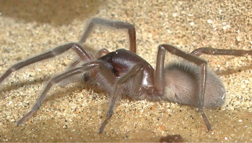new-species-of-spider-named-for-bob-marley_1