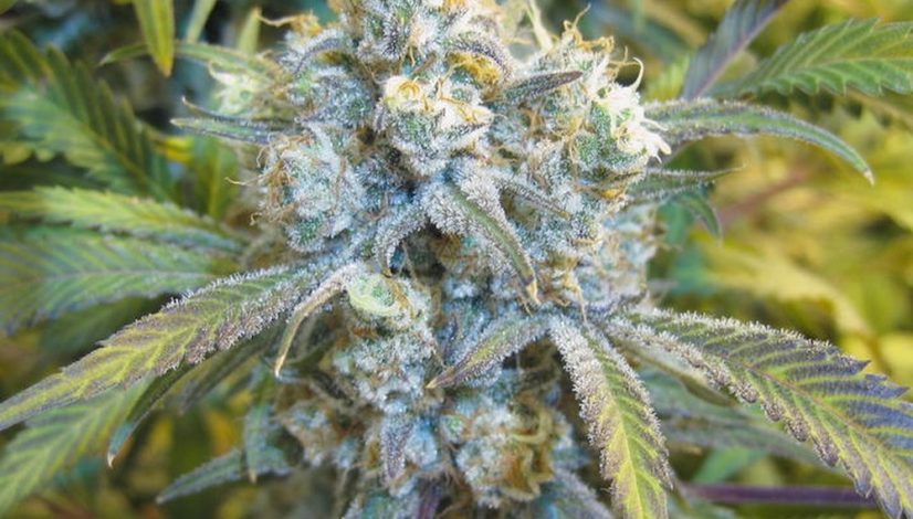 the-10-best-weed-strains-to-ring-in-the-new-year_1