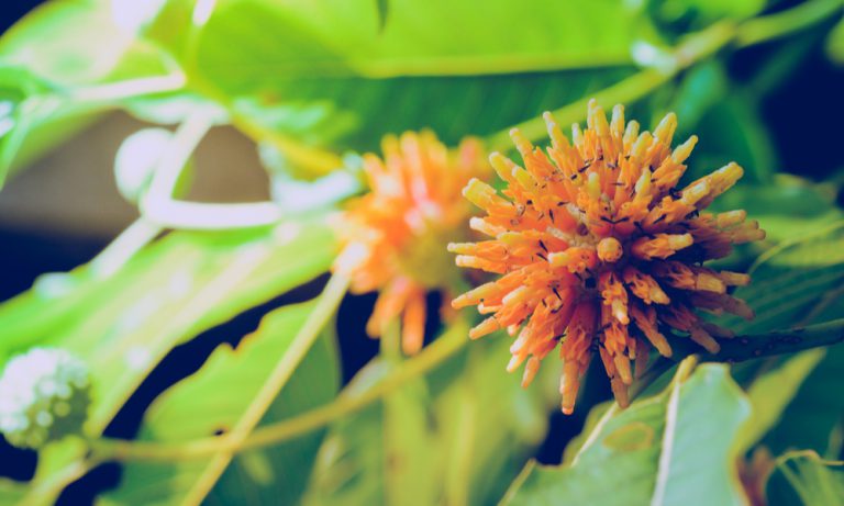 The Ultimate Guide To Kratom