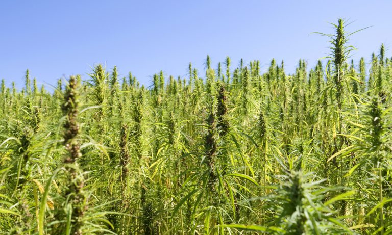 What Is CBD (Cannabidiol) And What Does It Do?