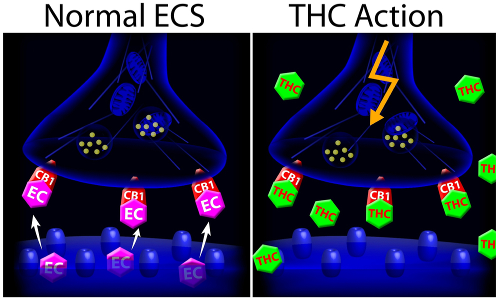 What Is THC (Tetrahydrocannabinol) And What Does It Do?