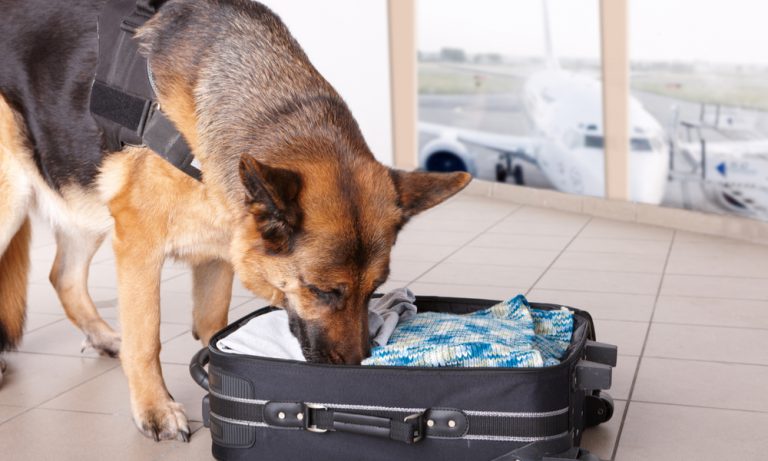 Will U.S Airlines Ever Serve Marijuana On Planes?