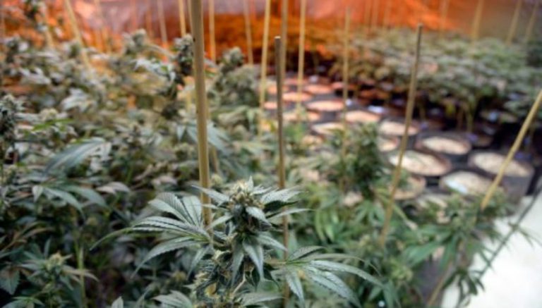 Mountain county in Colorado seeks to codify caucus stance on marijuana