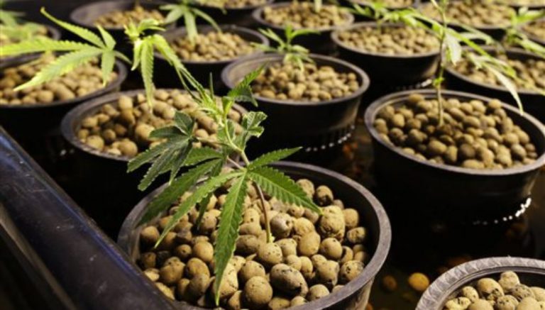 Marijuana retailers sue Washington county over federal permission rule