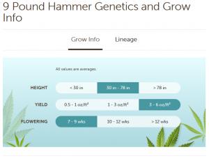 420 Marijuana Reviews: Nine Pound Hammer