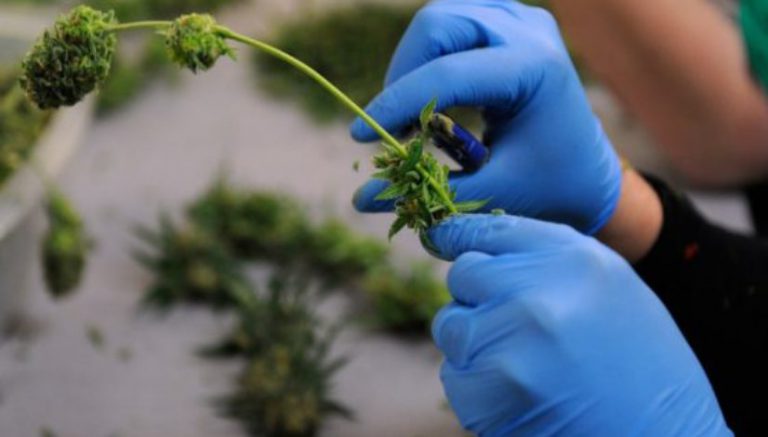 Error inadvertently bumped marijuana grower from Ohio’s new medical program