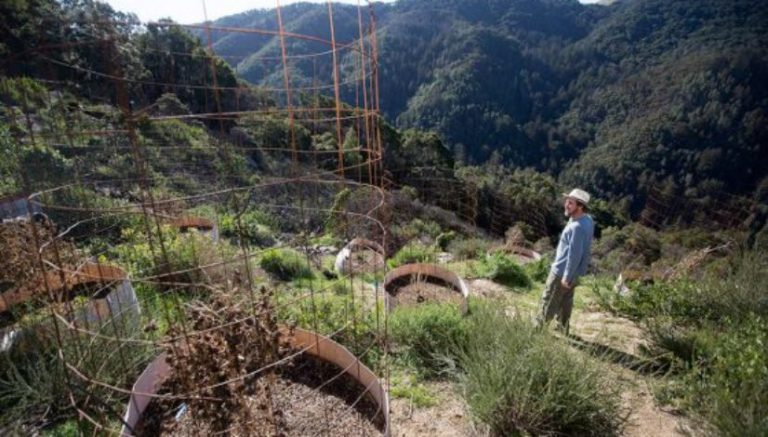 Big Sur’s legendary weed growers being left behind in legal era