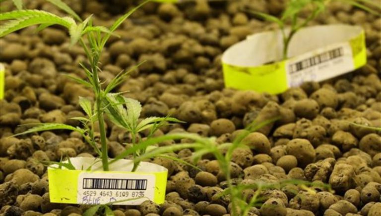 Audit: Oregon regulators lax in monitoring marijuana industry