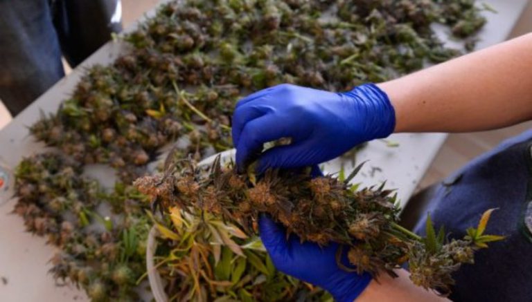 Non-U.S. citizens advised to stay away from jobs in Colorado marijuana industry