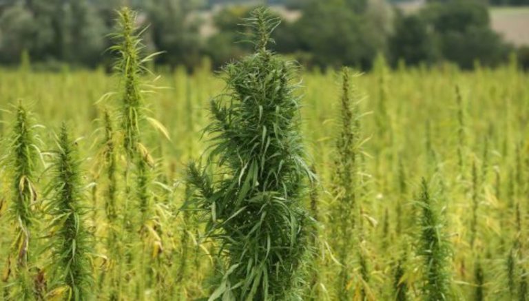 Cannabis industry analytics firm New Frontier Data buys Hemp Business Journal