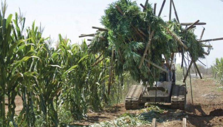 Report: California marijuana growers lagging in getting licenses