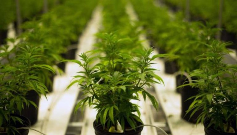 Op-ed: Why medical marijuana may be the answer to the opioid epidemic