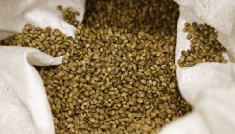 Alaska bill legalizing industrial hemp awaits governor’s pen