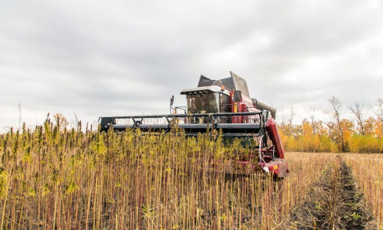 Indiana Has Finally Legalized Industrial Hemp