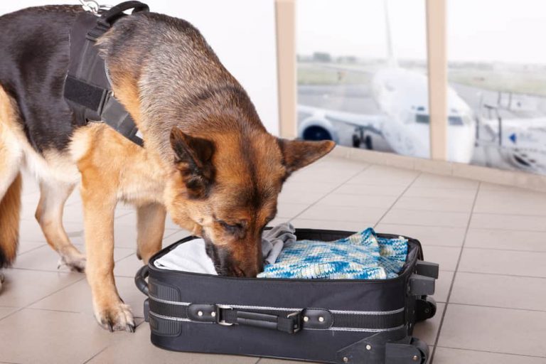 Is it Possible to Trick a Drug-Sniffing Dog?