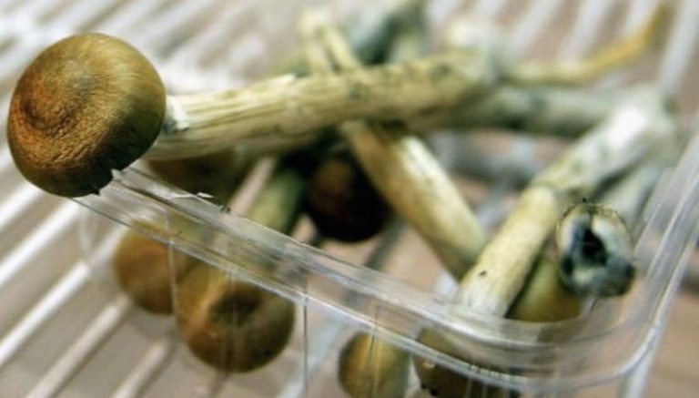 After the success of cannabis legalization in Denver, could mushrooms be next?