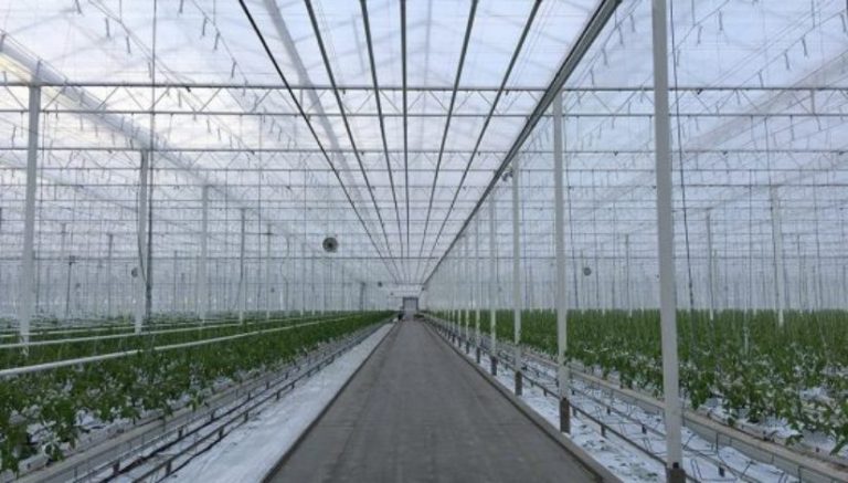 Cannabis cultivation a go for giant Canadian tomato greenhouse