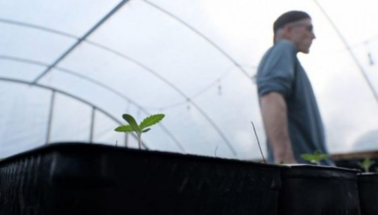 California’s “outlaw” marijuana culture faces a harsh reckoning: legal weed