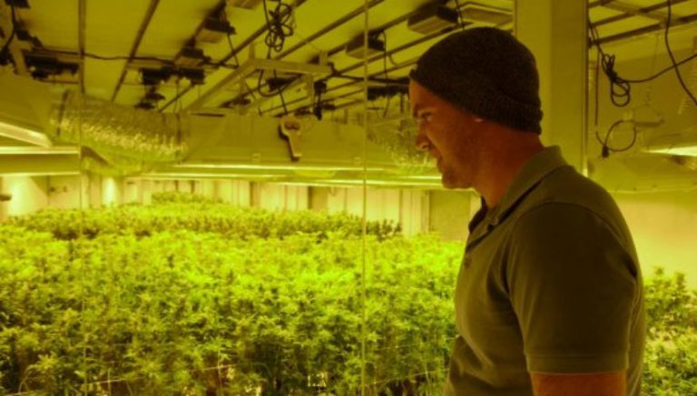This Colorado dispensary has a 270-degree viewing window into its grow