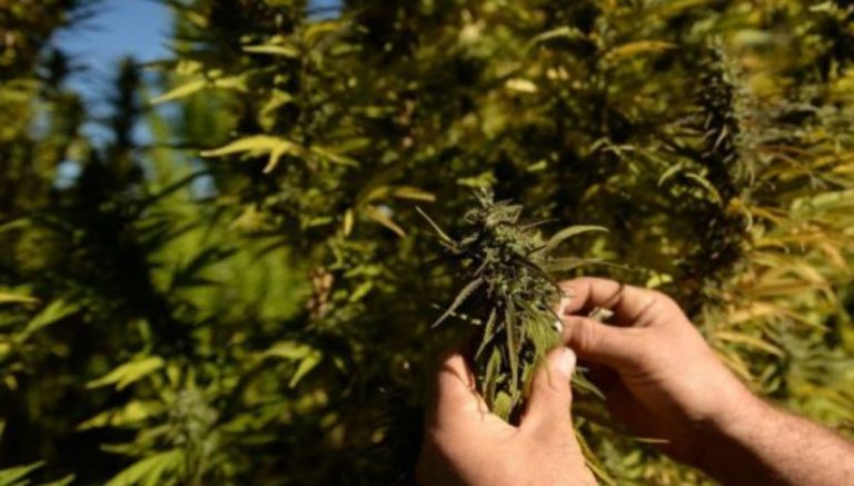 Authorities seize 300 marijuana plants from Wisconsin farm