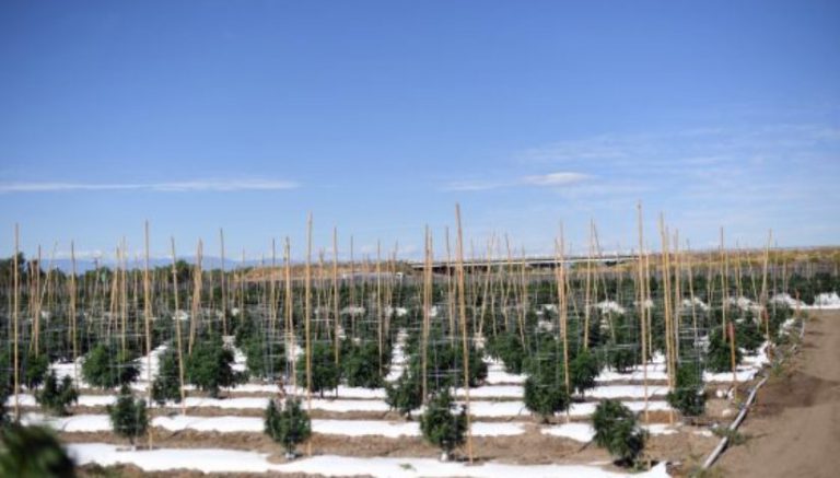 To boost its economy, one Colorado county embraced marijuana. Did it work?