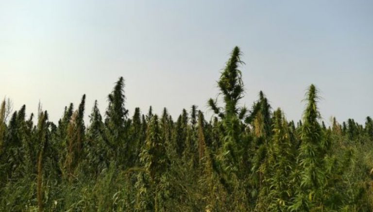Wisconsin accepting industrial hemp license applications