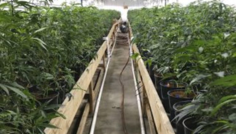 California’s “largest marijuana business landlord” sues city over regulations