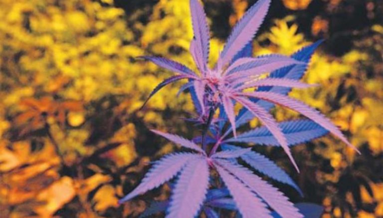 Will this be the year Connecticut legalizes marijuana?