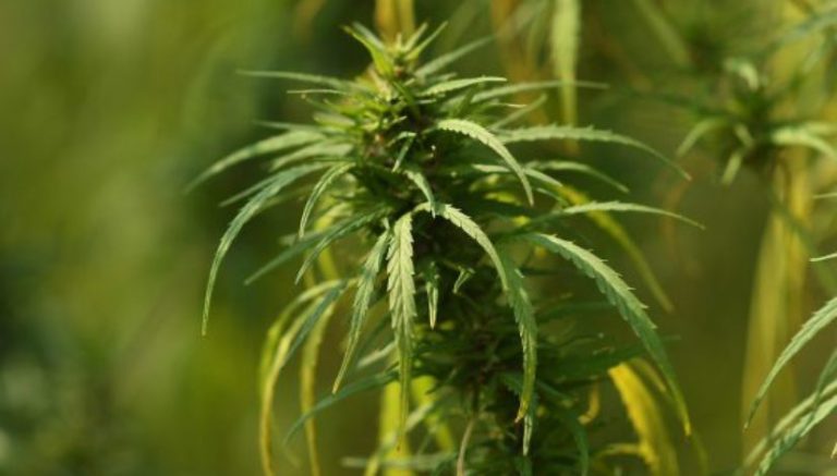 Federally legal hemp, a fruitful endeavor in Colorado, gets jolt from Republican Mitch McConnell