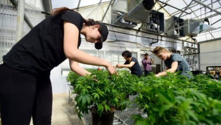 Hemp operation opens in historic florist greenhouse