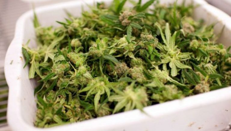 Marijuana is the new gold as former Canadian miners turn to cannabis