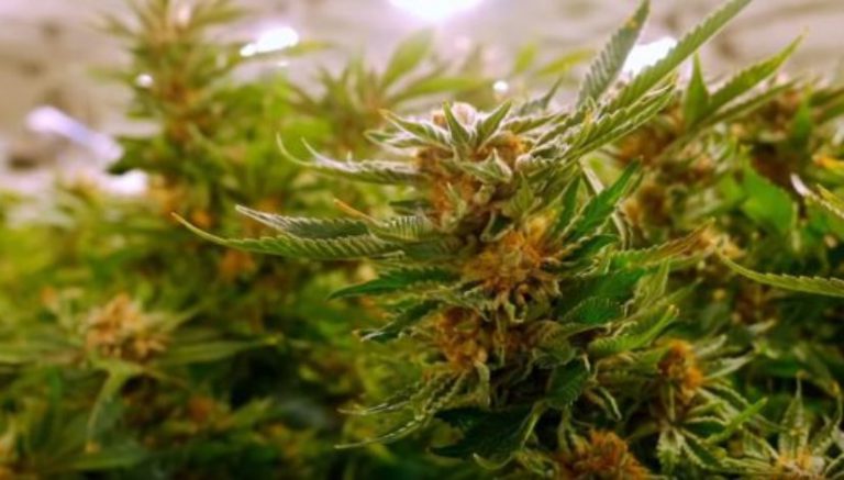 Watch: Canna Cribs goes inside Phat Panda’s Grow Op Farms in Spokane, Washington