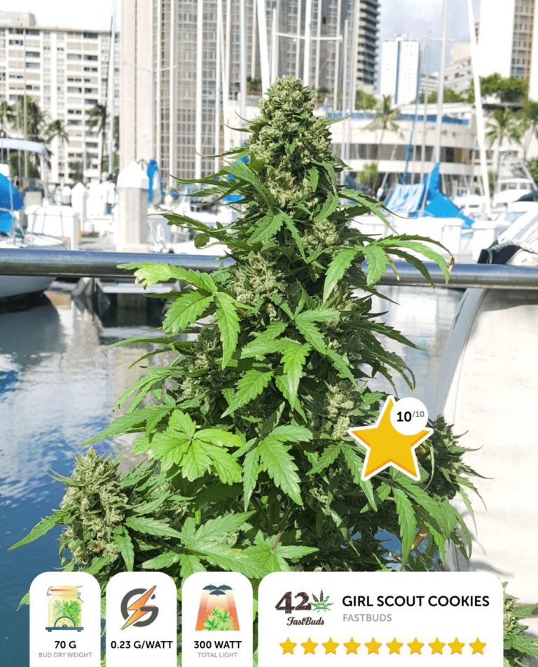 Dear Diary: I Want To Grow Weed