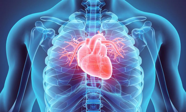 Does Cannabis Affect Cardiovascular Health?