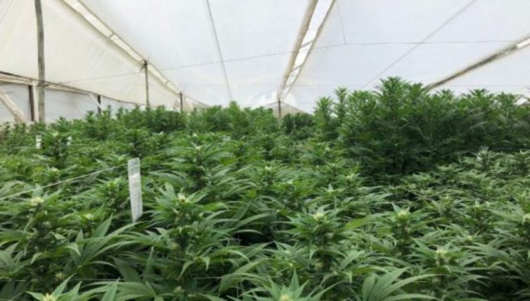 Colombia looks to become the world’s supplier of legal marijuana