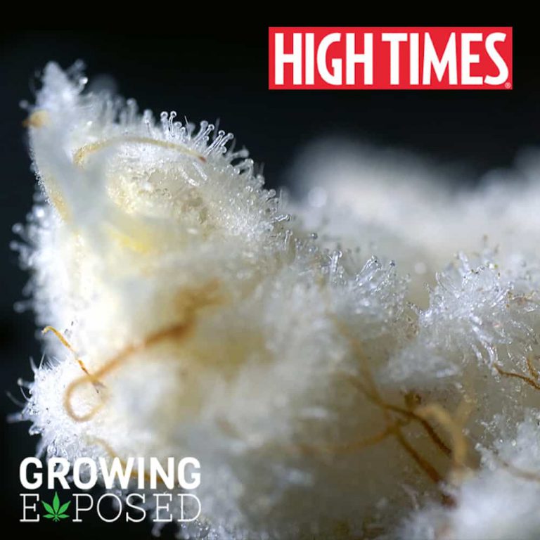 Growing Exposed Episode 13—Trail Blazin’