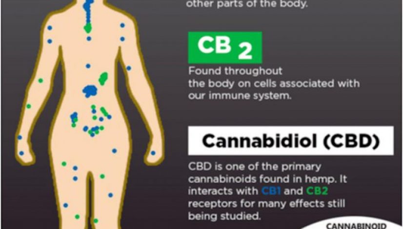 the-endocannabinoid-system-what-nobody-is-actively-discussing_1