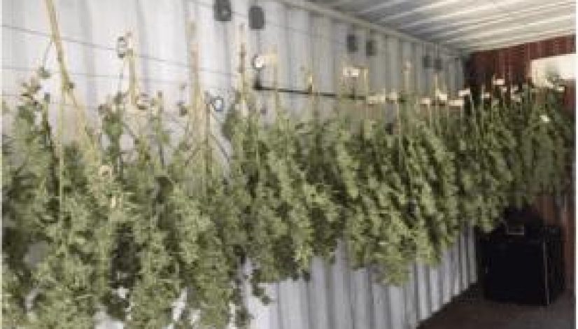 the-first-jamaica-dispensary-is-waiting-for-its-first-crop-of-medical-mairjuana_1