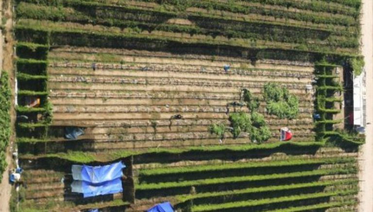 Marijuana regulators send cease order to 954 businesses in California