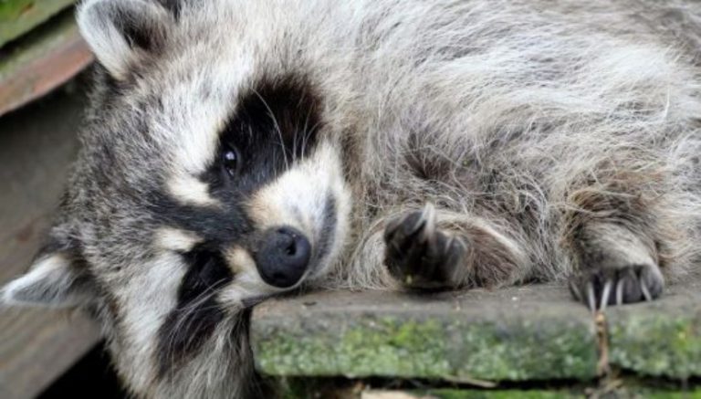 This is a story about a stoned raccoon at a fire station