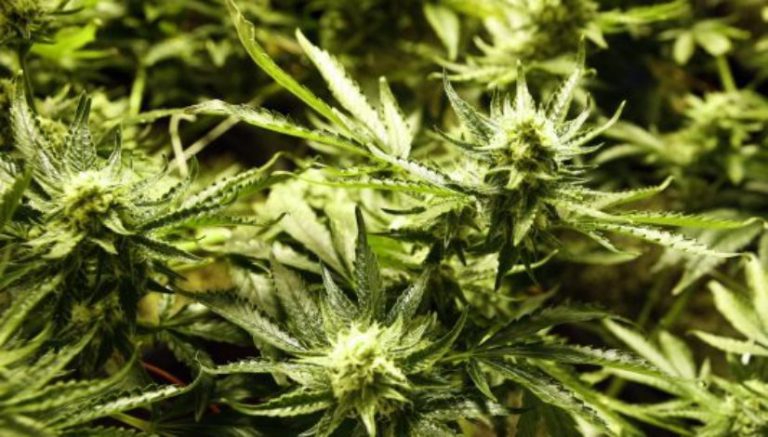 New Colorado border-town marijuana dispensary concerns Utah officials