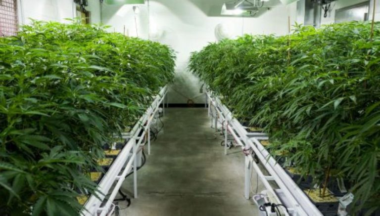 Marijuana not part of North Dakota’s corporate farming ban