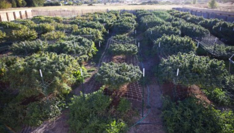 County officials sue the state of Oregon, call marijuana farms a “nuisance”