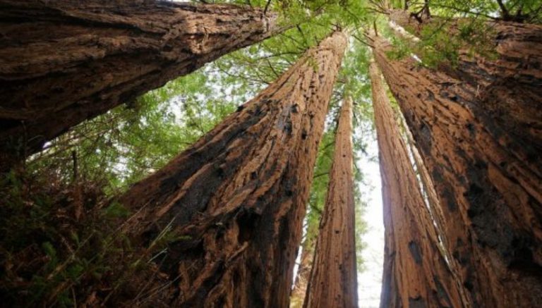 Will unlicensed marijuana cultivation hurt California’s redwoods?